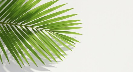 Obraz premium Palm Leaf Minimalism: Fresh Aesthetic [High Value]