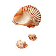 Obraz premium Seashells isolated on white background, three seashells, scallop shells