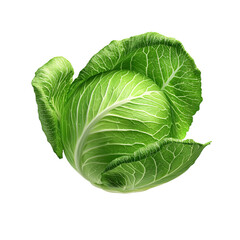 Obraz premium Fresh, vibrant green cabbage, a symbol of healthy eating. Its tightly packed leaves showcase nature's perfect design