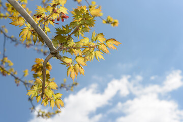 branch with maple leaves on a blue sky with clouds in spring