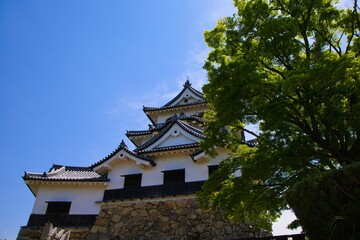 青空と深緑と彦根城天守閣