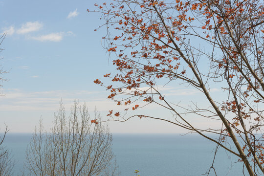 tree with red foliage springtime by the lake