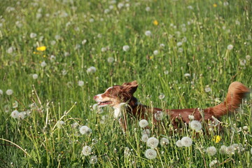 A brown dog is running through a field of yellow flowers
