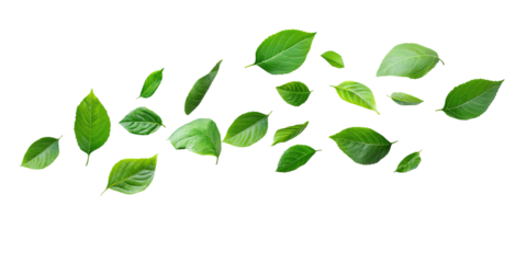 Fresh, vibrant green leaves floating. An image highlighting the beauty of nature