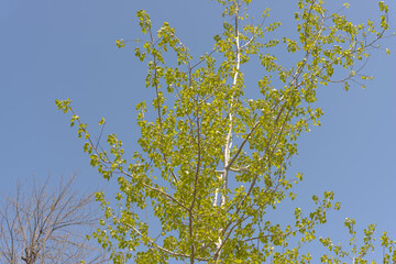 spring tree with leaves on a blue sky