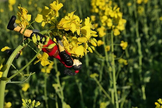 GI JOE action figure of female intelligence agent Jinx, version 2004 by Hasbro, climbing upside down on bent spring yellow blossoming Rapeseed plant (Brassica Napus)