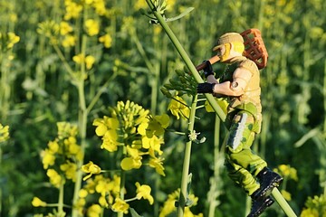 Naklejka premium GI JOE action figure of heavy machine gunner RockNRoll, version 1989 by Hasbro, climbing on Rapeseed plant (Brassica Napus) swinging with LEGO butterfly net held in right hand. Afternoon sunshine.