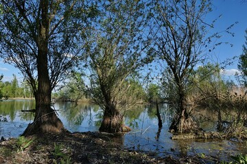 Landscape of bank of fish pond, broadleaf trees outlining the bank with root system extended above water level in conical shape. Spring daylight sunshine, blue skies with some clouds. 