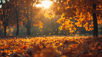 Beautiful Fall Foliage in Sunlit Forest