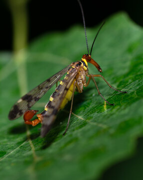 fly common scorpionfly or European scorpionfly Panorpa communis sitting on a tree leaf