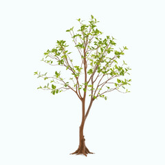 Obraz premium tree isolated on white background