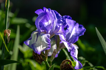 blue iris flower