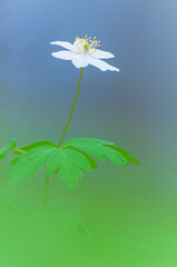 Wood anemone blooms vividly in tranquil Swedish forest during springtime sunlight