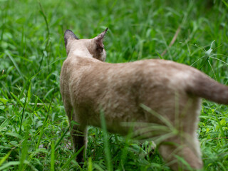 Close-up portrait of a cute brown cat with green grass nature background.