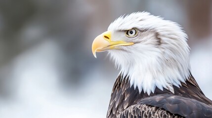 Obraz premium Majestic bald eagle profile, sharp gaze, white head feathers, dark brown body, blurred winter background. : Generative AI