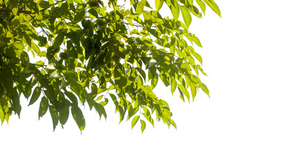 Cut out of green leaves isolated on white