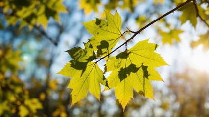 Fototapeta premium Autumn Sunlight on Silver Maple Branch