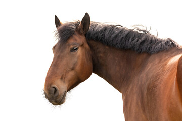 Obraz premium Close-up portrait of beautiful brown horse with braided black mane in which background with soft light and gentle shadows. Image captures horse's calm and majestic expression, hightliting its muscalar