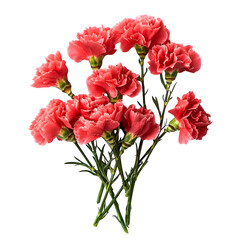 Obraz premium Mother's Day card-attached carnation bouquet Isolated White Background