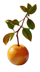 Vibrant Orange with Leaves: A single, juicy orange bursts forth, adorned with a delicate sprig of fresh, green leaves. Capturing the essence of nature's bounty and freshness.