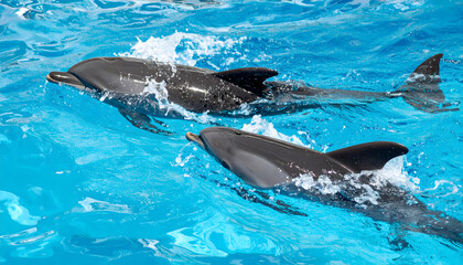 Obraz premium Two dolphins swimming together in the blue ocean water sunlight