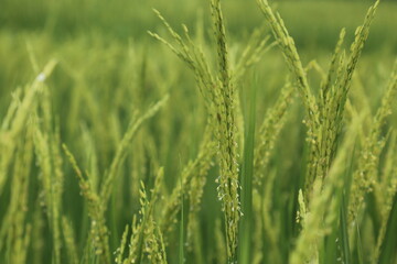 green wheat field