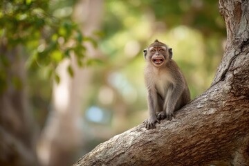 Obraz premium A playful monkey sitting on a tree, screaming with its mouth open, against a nature background of a blurred forest in green tones. 