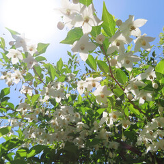 日本で春にエゴノキが白い花を咲かせています