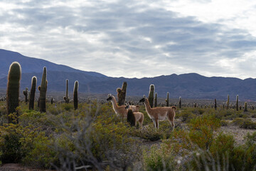 :"Group of vicuñas among the cacti, in Los Cardones National Park, near Cachi, Salta, Argentina