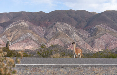 :"Group of vicuñas among the cacti, in Los Cardones National Park, near Cachi, Salta, Argentina