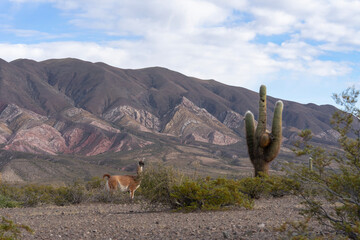 :"Group of vicuñas among the cacti, in Los Cardones National Park, near Cachi, Salta, Argentina
