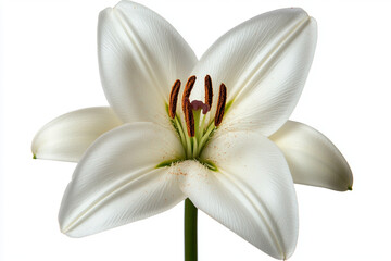 Obraz premium White lily blossom fully open with visible yellow stamens, isolated on white surface
