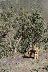 A fox in the bushes