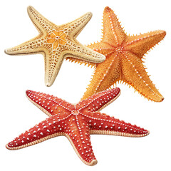 starfishes-isolated-on-transparent-background