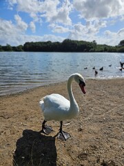 swan on the lake
