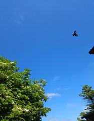 sky and tree