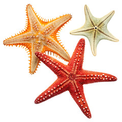 starfishes-isolated-on-transparent-background