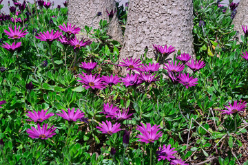 A vibrant display of purple African daisies (Osteospermum) surrounds the base of two trees, creating a beautiful and colorful ground cover. 