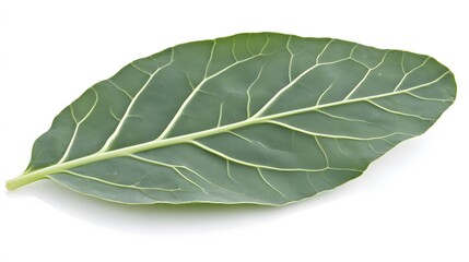 Obraz premium Single Green Leaf Closeup Isolated White Background