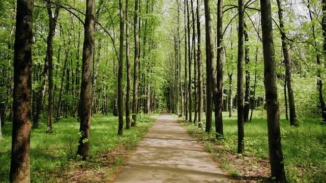 A long avenue of trees in the park. The sun's rays break through the trees. Shooting in motion