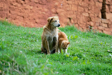 a cat and a dog on grass