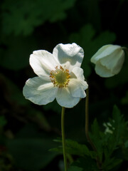 Elegant White Anemone in Soft Light