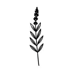 Simple and elegant black and white botanical illustration of a lavender plant for various creative designs