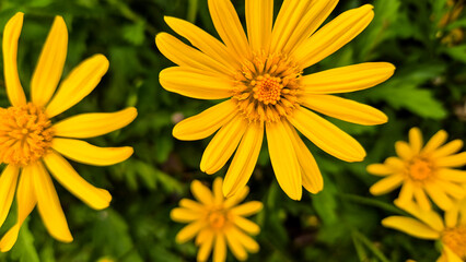 Bright yellow daisies (Euryops pectinatus) in full bloom against lush green foliage. Ideal for spring and summer themes, gardening, florals, and natural beauty concepts.