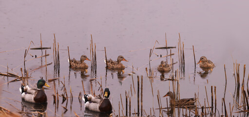 A flock of wild ducks swims in the rain among the cut reeds.....