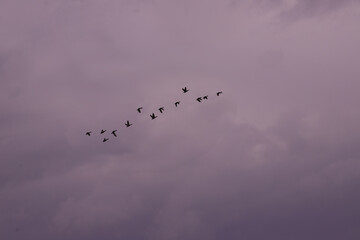 The flight of a flock of ducks against a gloomy and menacing sky....
