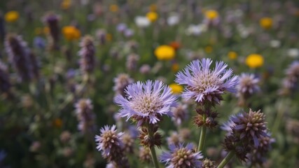 Fototapeta premium Closeup Phacelia Bloom - Pollinator Paradise