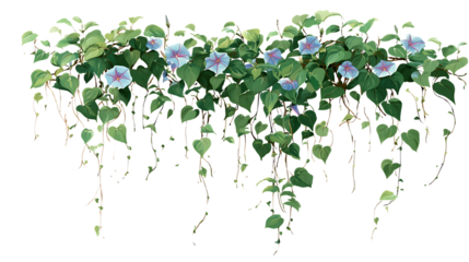 Vibrant morning glory vines with blue flowers.