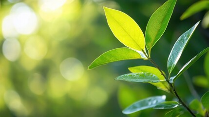 Vibrant green leaves bathed in sunlight, showcasing their intricate details and glistening with morning dew, set against a soft-focus natural background. : Generative AI