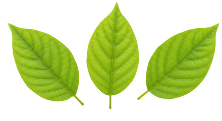 Isolated Three Green Leaves